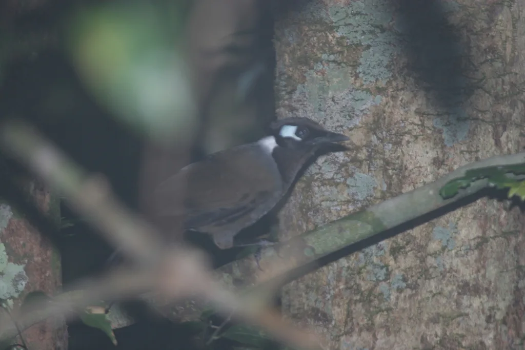 柬埔寨噪鹛(Garrulax ferrarius)