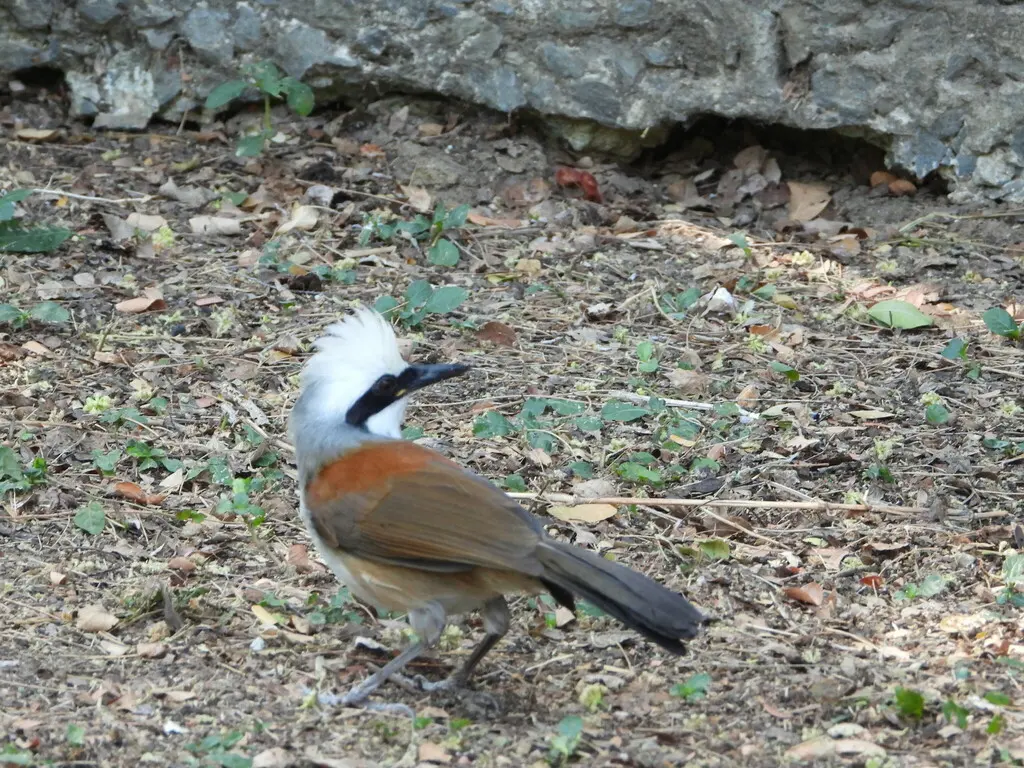 白冠噪鹛(Garrulax leucolophus)