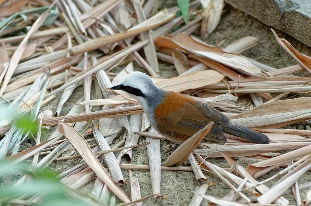 白冠噪鹛(Garrulax leucolophus)