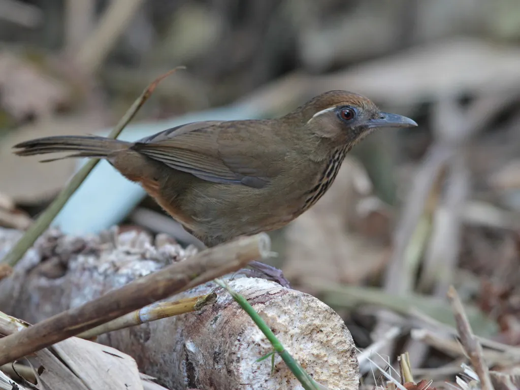 斑胸噪鹛(Garrulax merulinus)