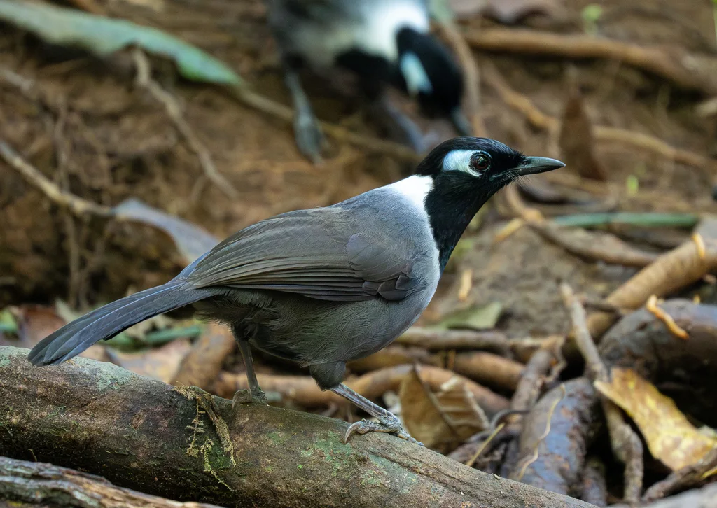 黑冠噪鹛（Garrulax milleti）