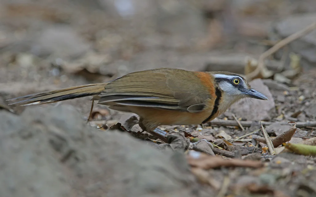 小黑领噪鹛(Garrulax monileger)