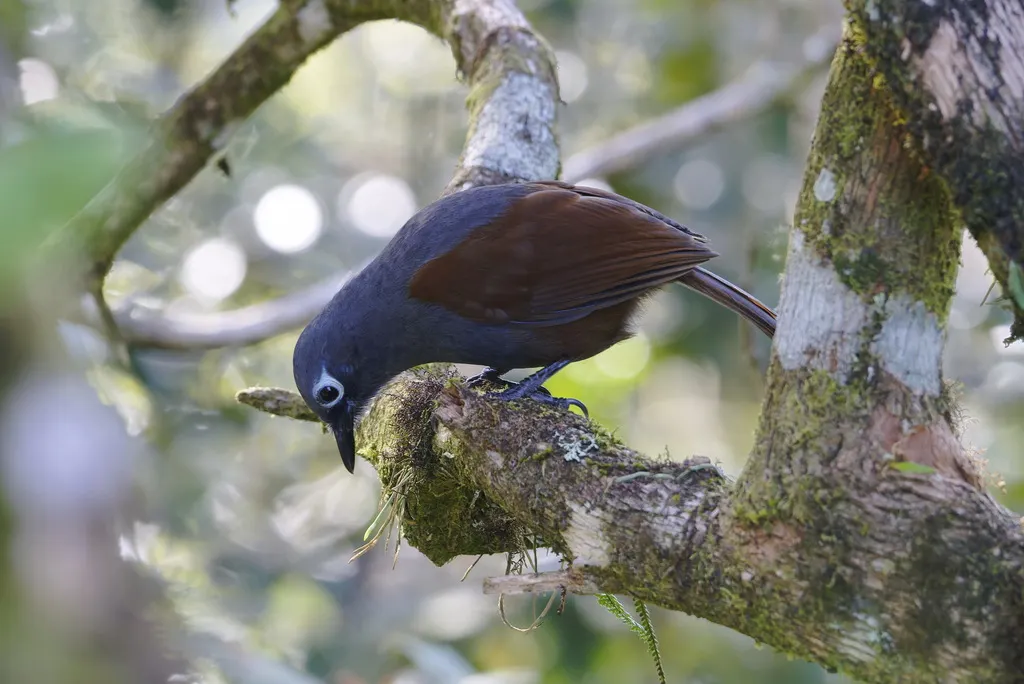 灰褐噪鹛(Garrulax palliatus)