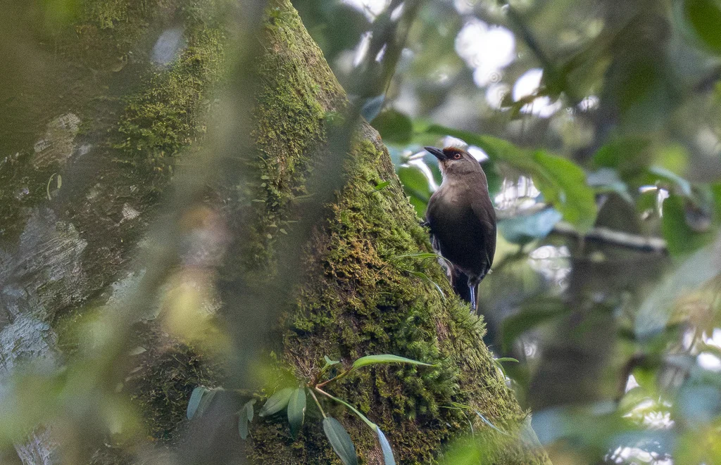 红额噪鹛(Garrulax rufifrons)