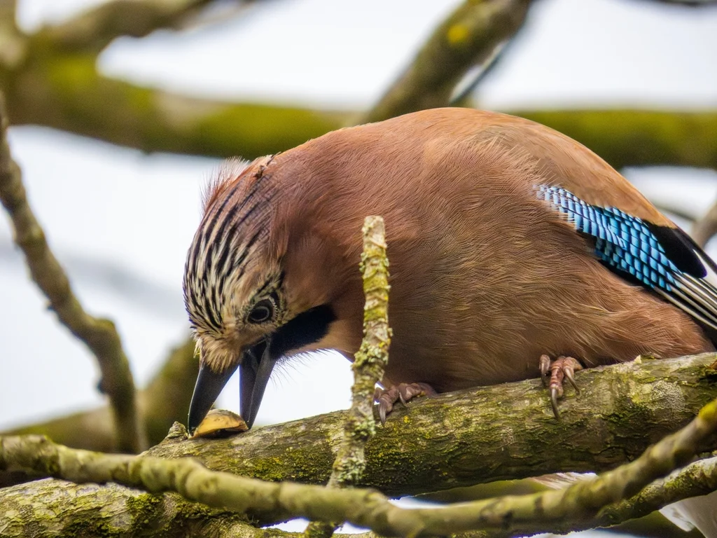 松鸦(Garrulus glandarius)