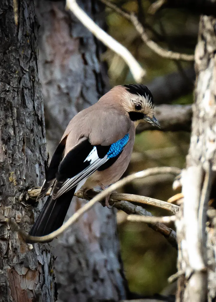松鸦(Garrulus glandarius)