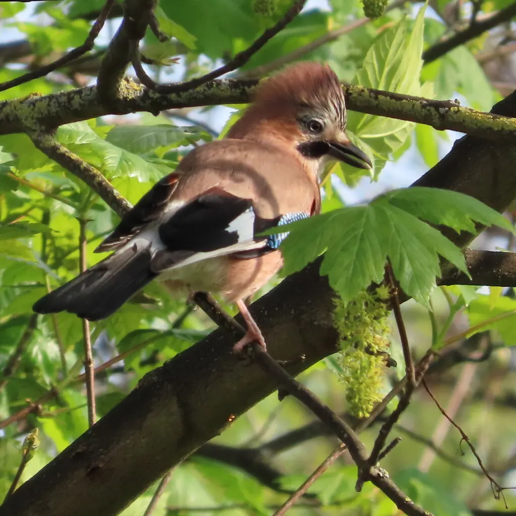 松鸦(Garrulus glandarius)