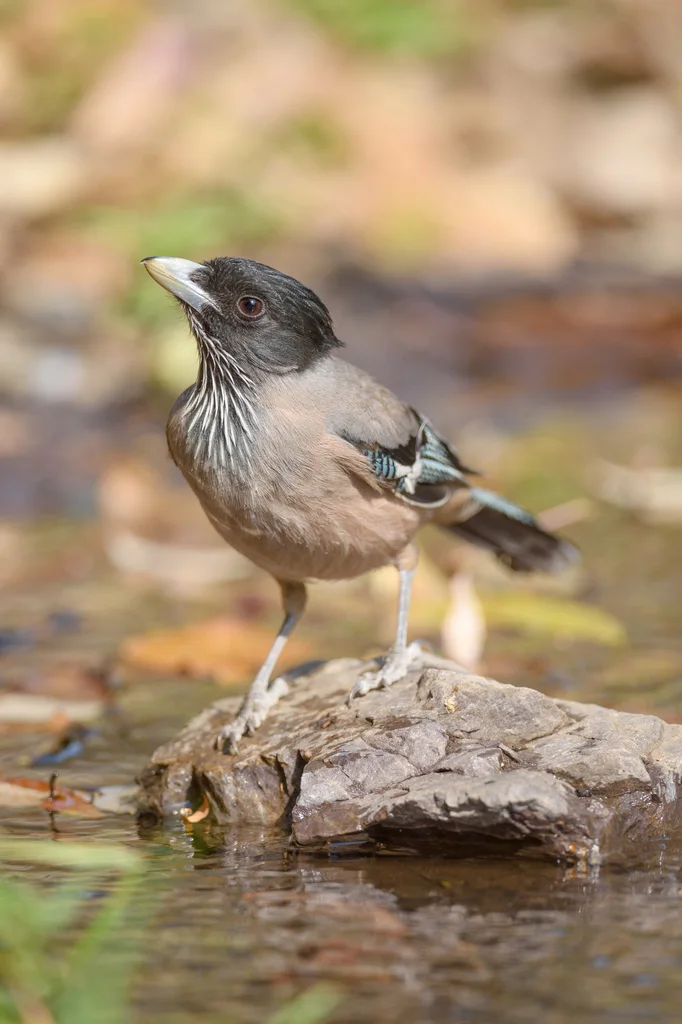 黑头松鸦(Garrulus lanceolatus)