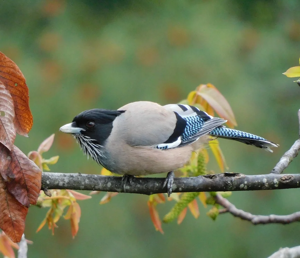 黑头松鸦(Garrulus lanceolatus)