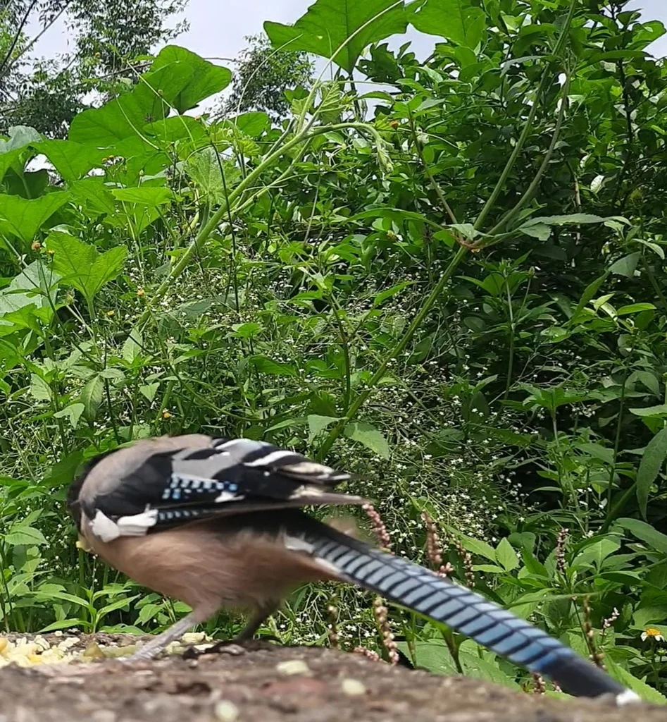 黑头松鸦(Garrulus lanceolatus)