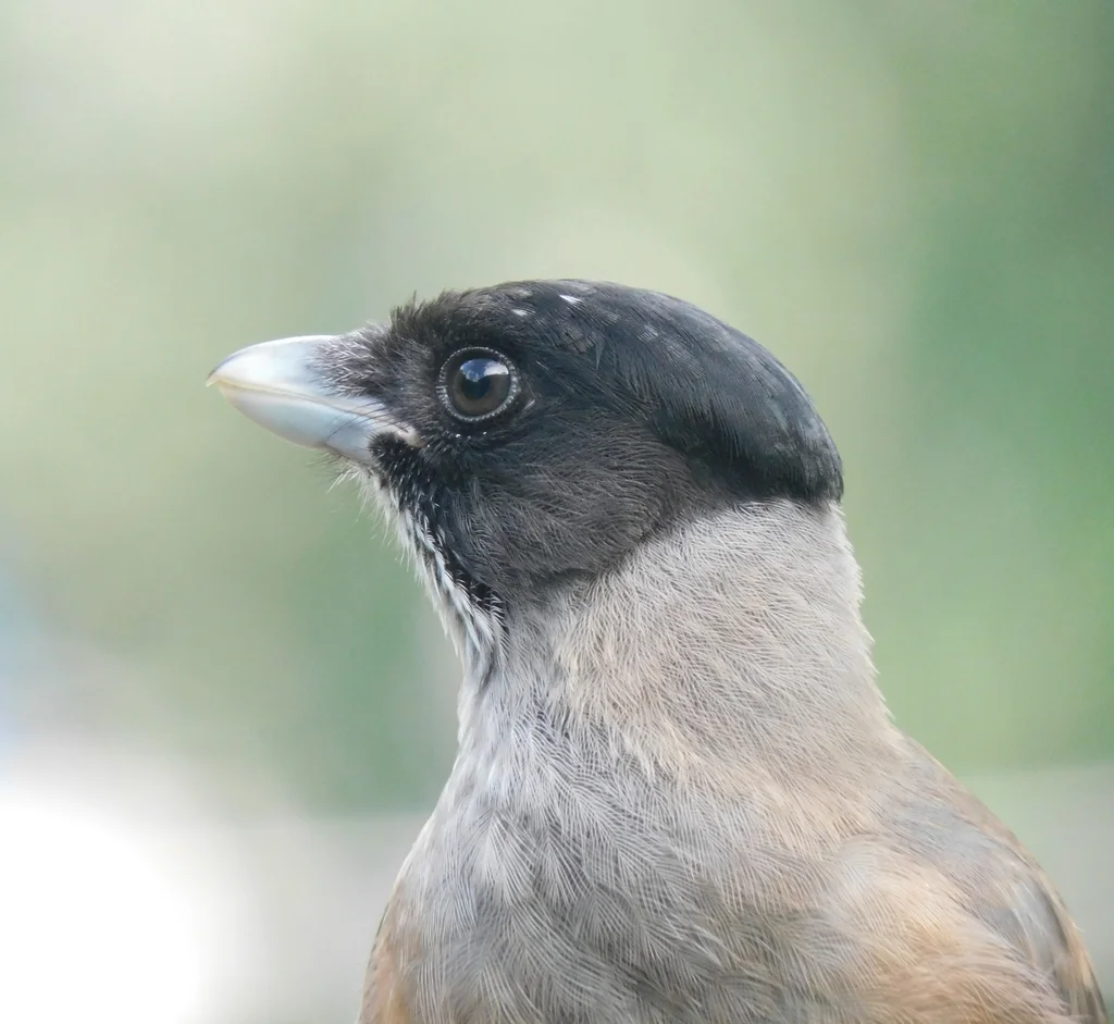 黑头松鸦(Garrulus lanceolatus)