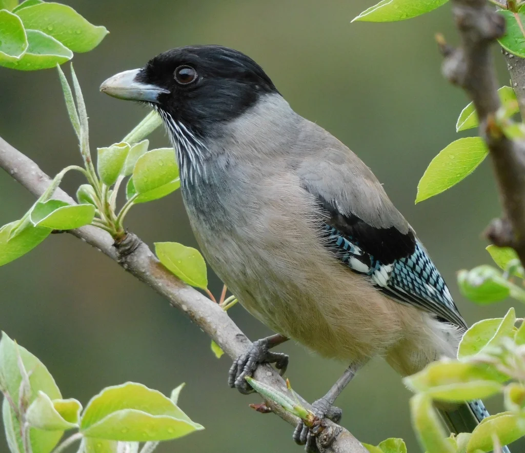 黑头松鸦(Garrulus lanceolatus)