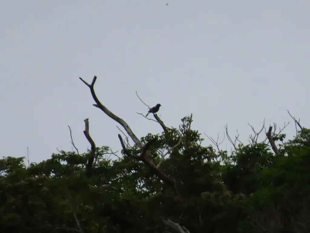 琉球松鸦(Garrulus lidthi)