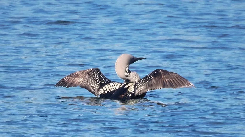 黑喉潜鸟（Gavia arctica）