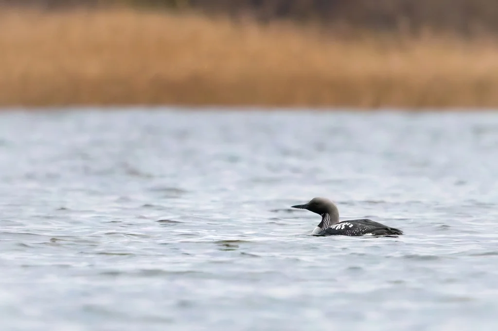 黑喉潜鸟（Gavia arctica）