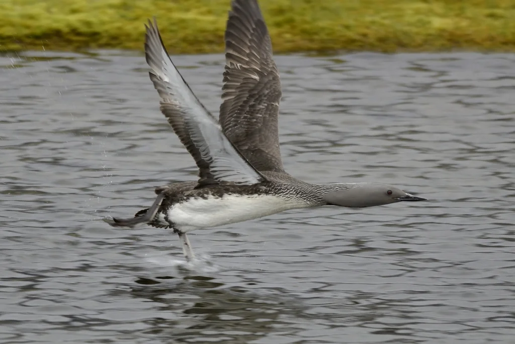 红喉潜鸟(Gavia stellata)