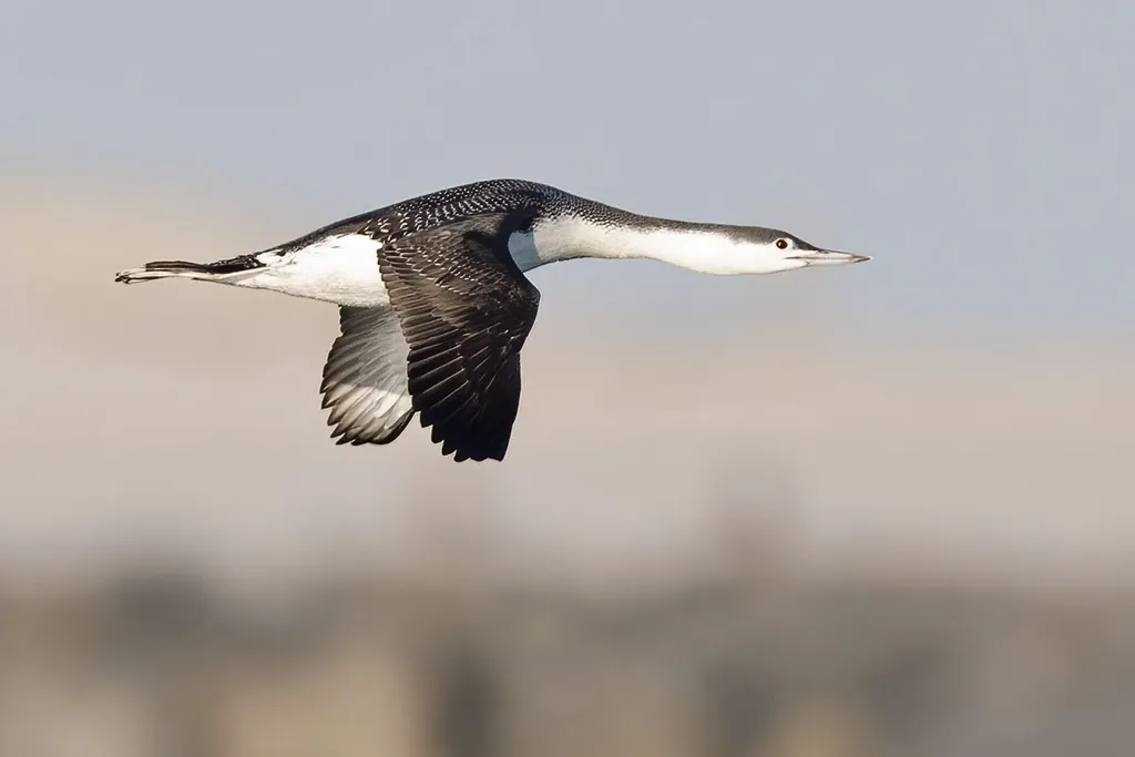 红喉潜鸟(Gavia stellata)