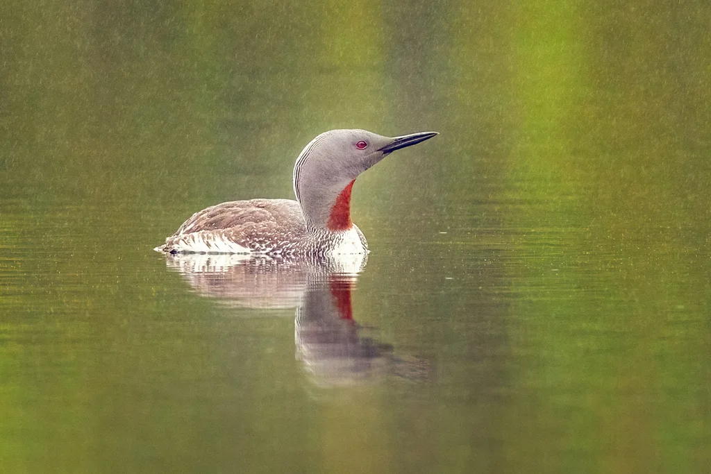 红喉潜鸟(Gavia stellata)