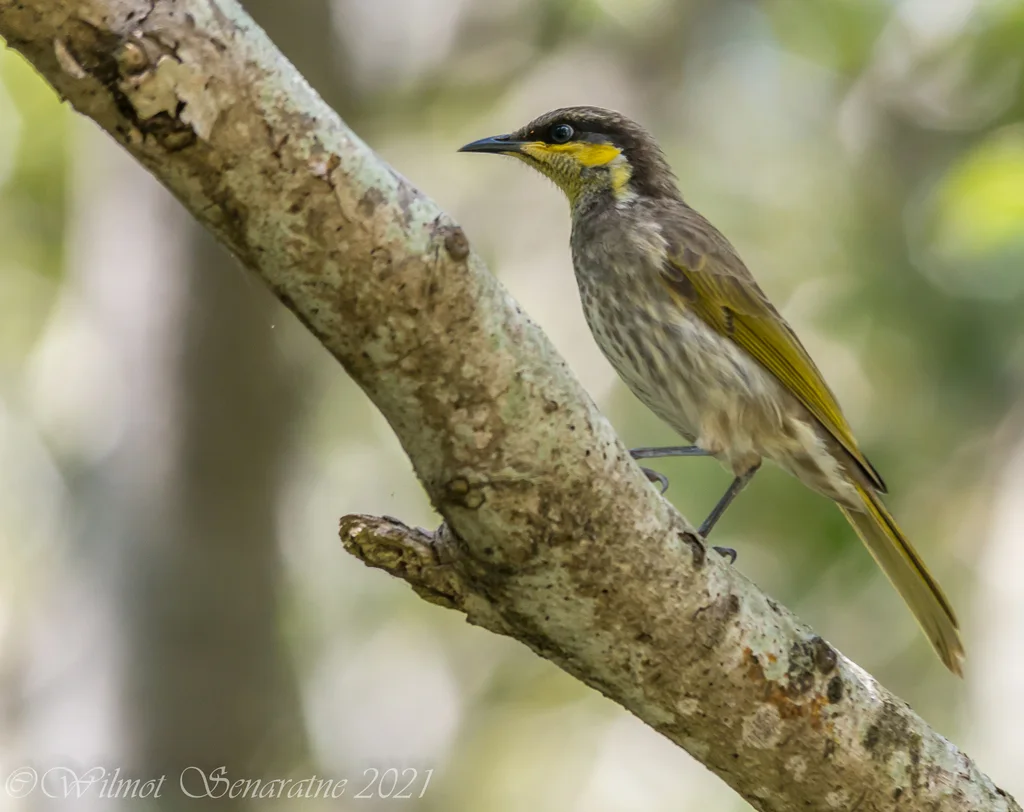 饰颈吸蜜鸟（Gavicalis fasciogularis）