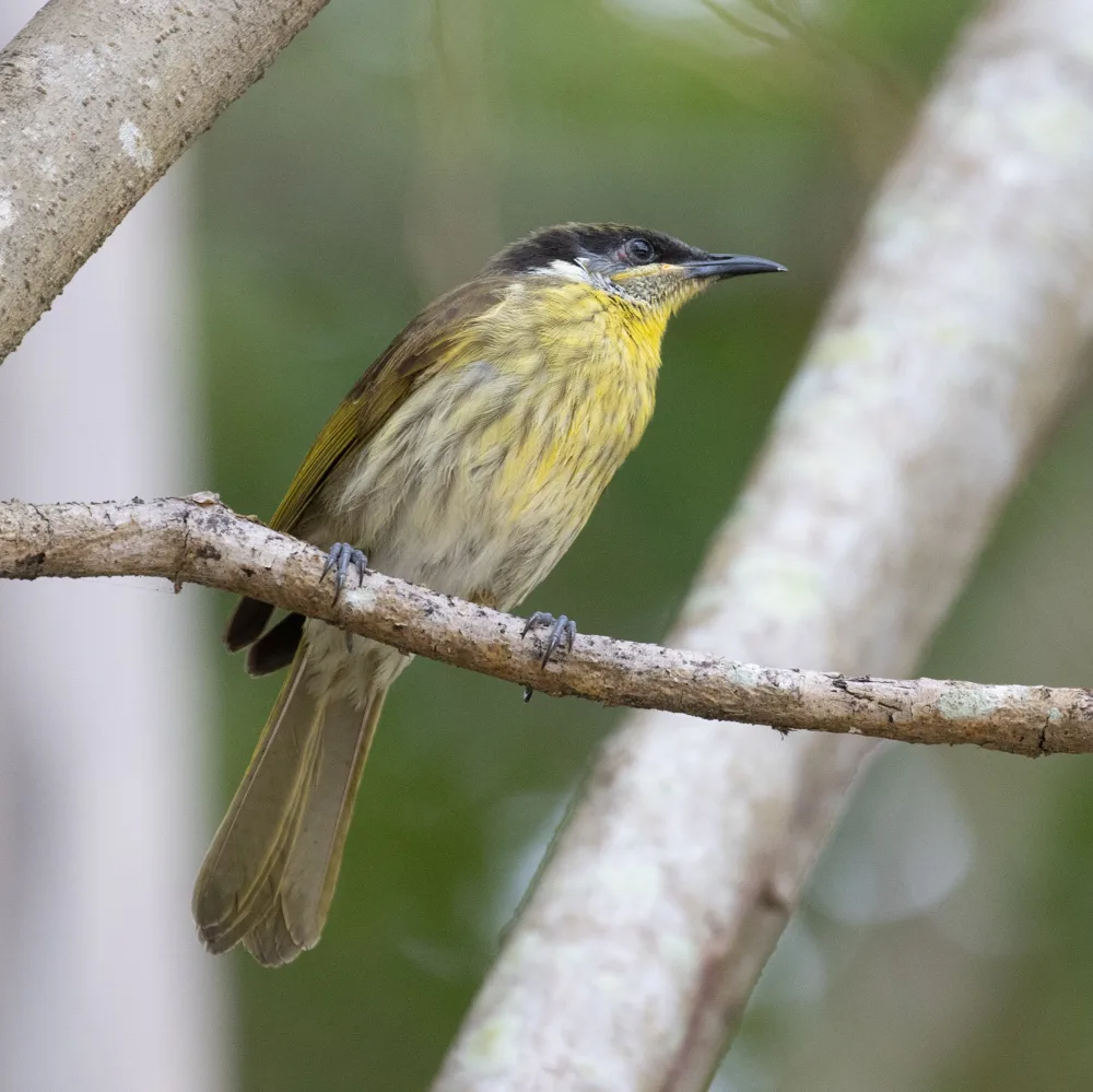 杂色吸蜜鸟(Gavicalis versicolor)