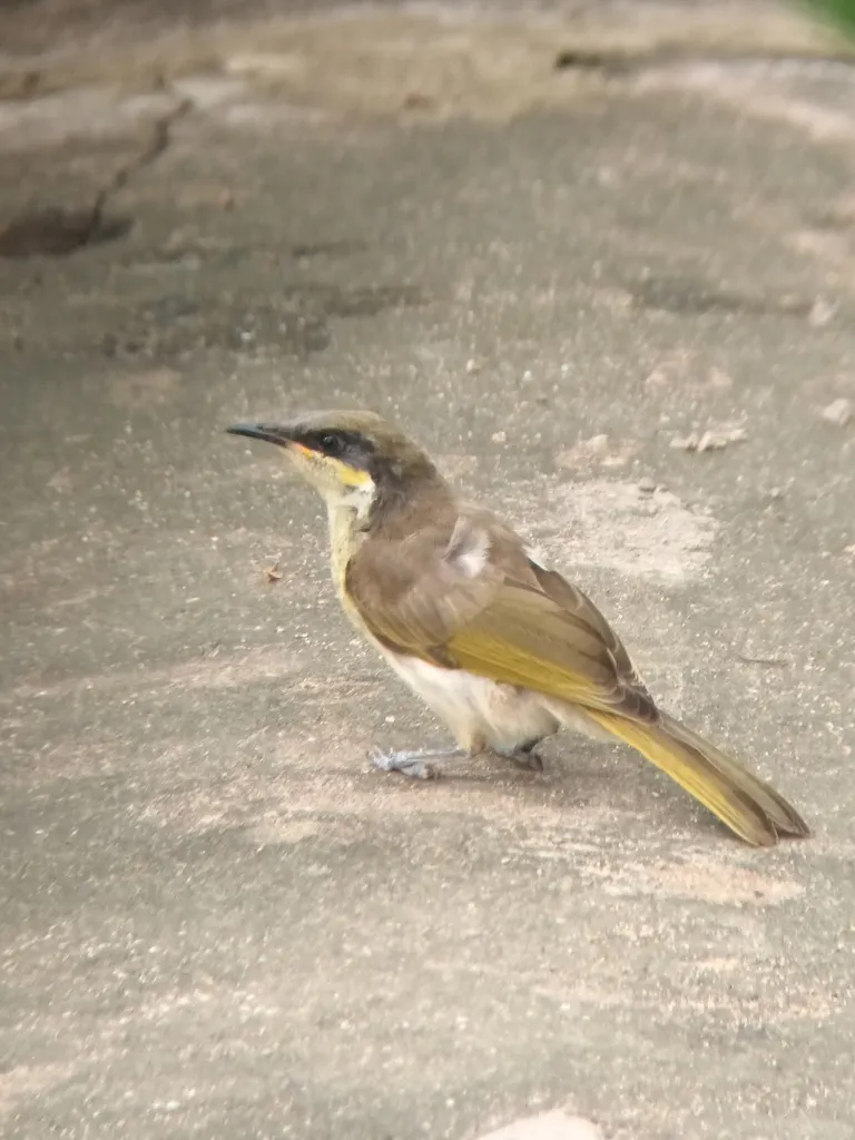 杂色吸蜜鸟(Gavicalis versicolor)