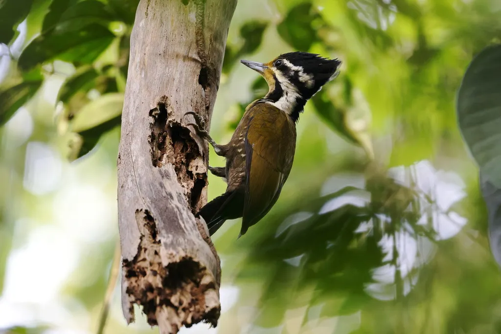 绿背三趾啄木鸟(Gecinulus rafflesii)
