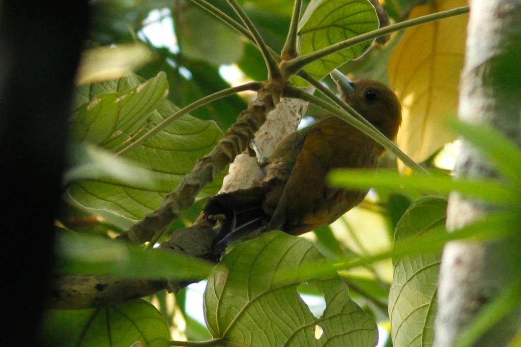 苍头竹啄木鸟(Gecinulus viridis)