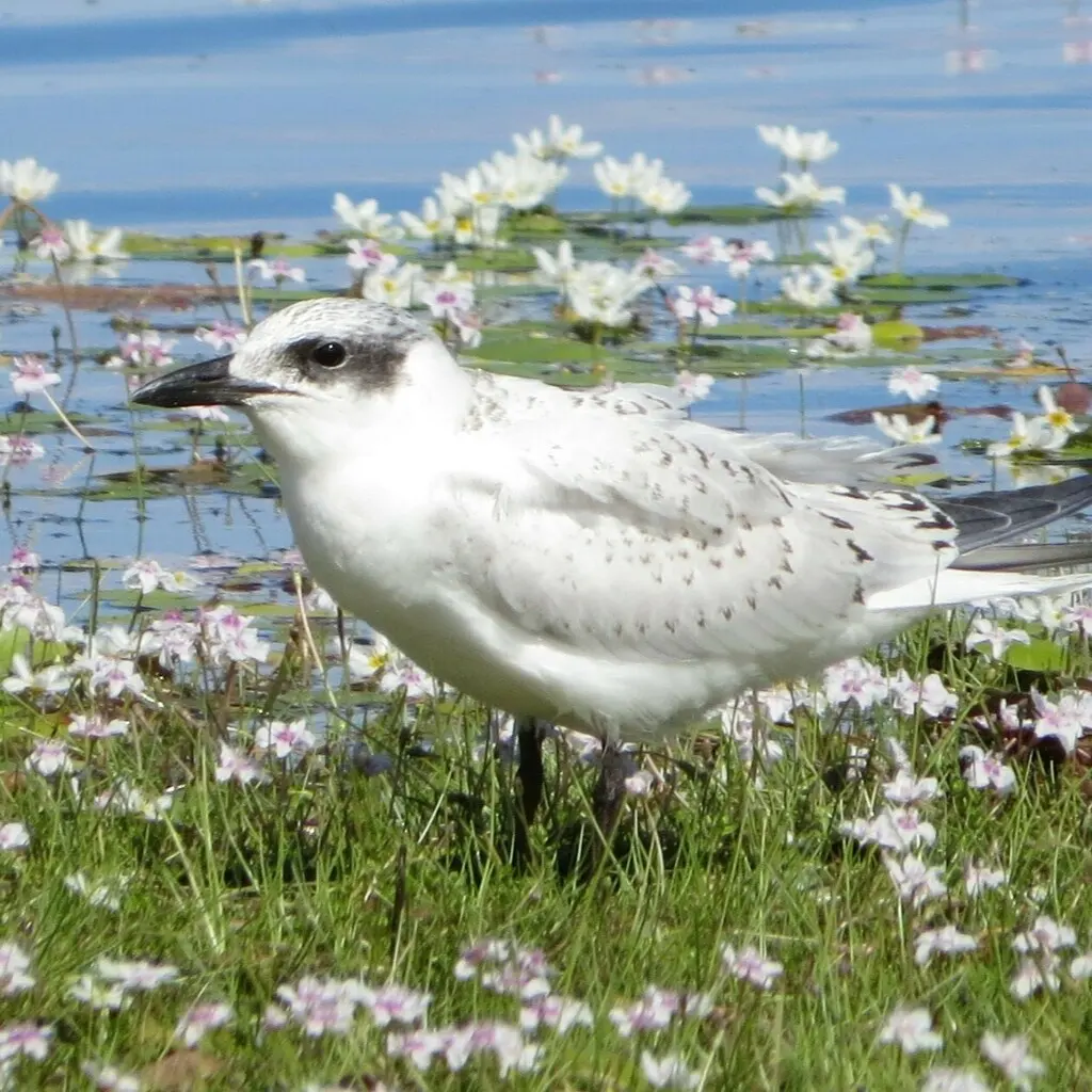 澳洲鸥嘴噪鸥(Gelochelidon macrotarsa)