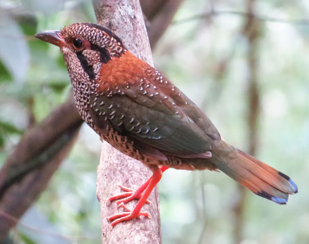 鳞斑地三宝鸟(Geobiastes squamiger)