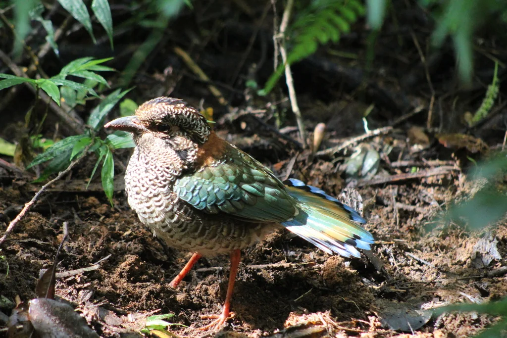 鳞斑地三宝鸟(Geobiastes squamiger)