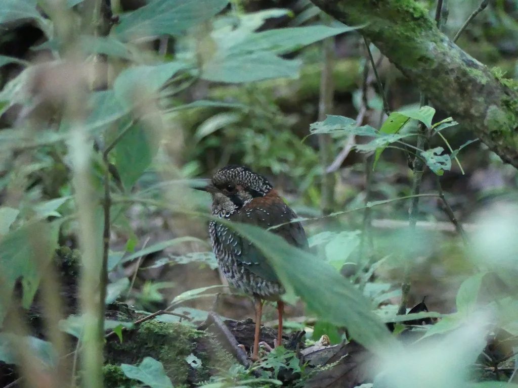 鳞斑地三宝鸟(Geobiastes squamiger)