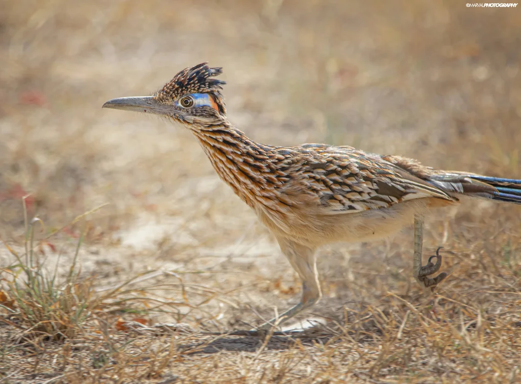 走鹃(Geococcyx californianus)