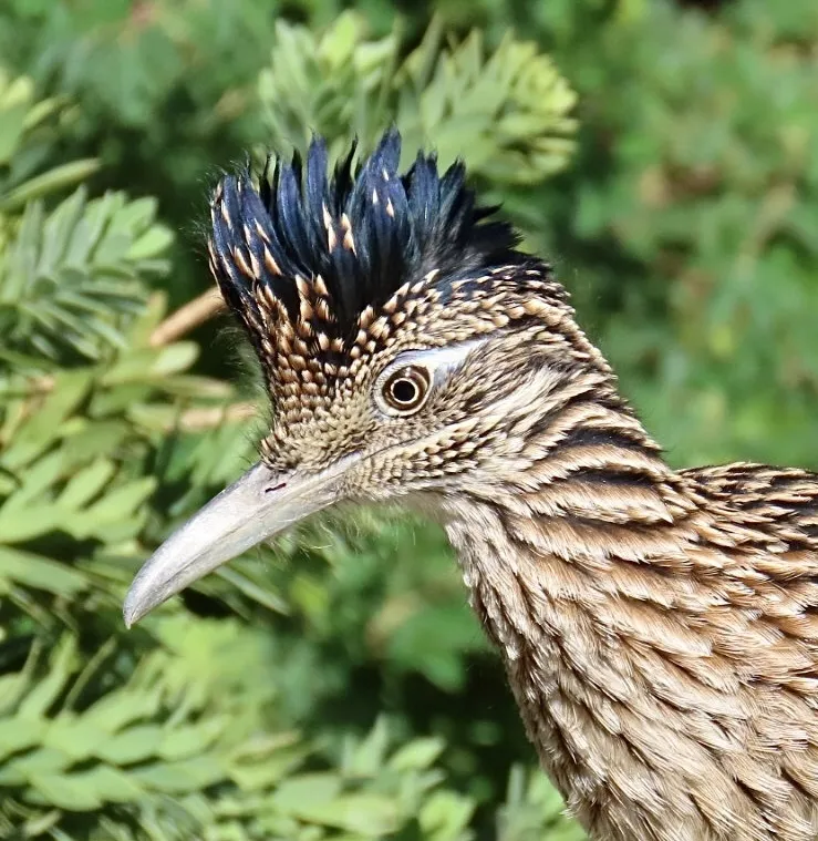 走鹃(Geococcyx californianus)
