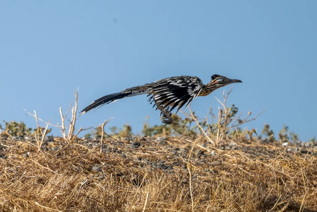 走鹃(Geococcyx californianus)