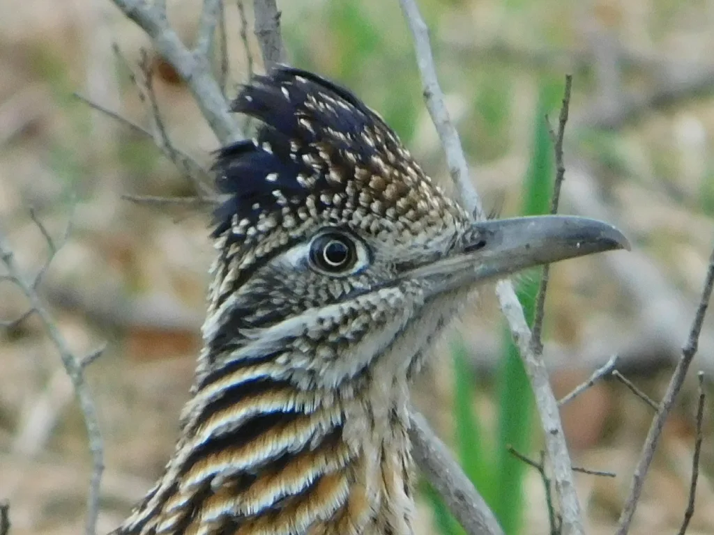走鹃(Geococcyx californianus)