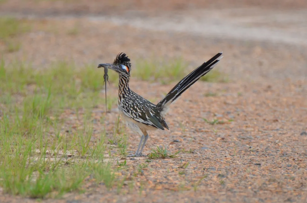 走鹃(Geococcyx californianus)