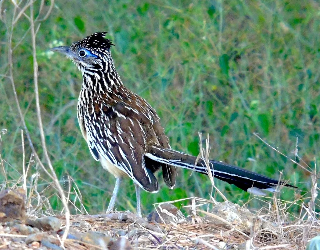 小走鹃(Geococcyx velox)