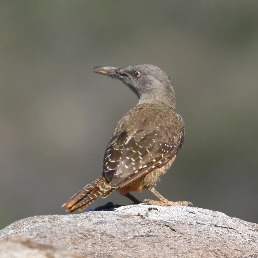 地啄木鸟(Geocolaptes olivaceus)