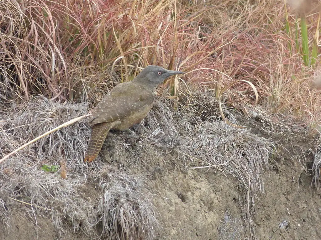 地啄木鸟(Geocolaptes olivaceus)