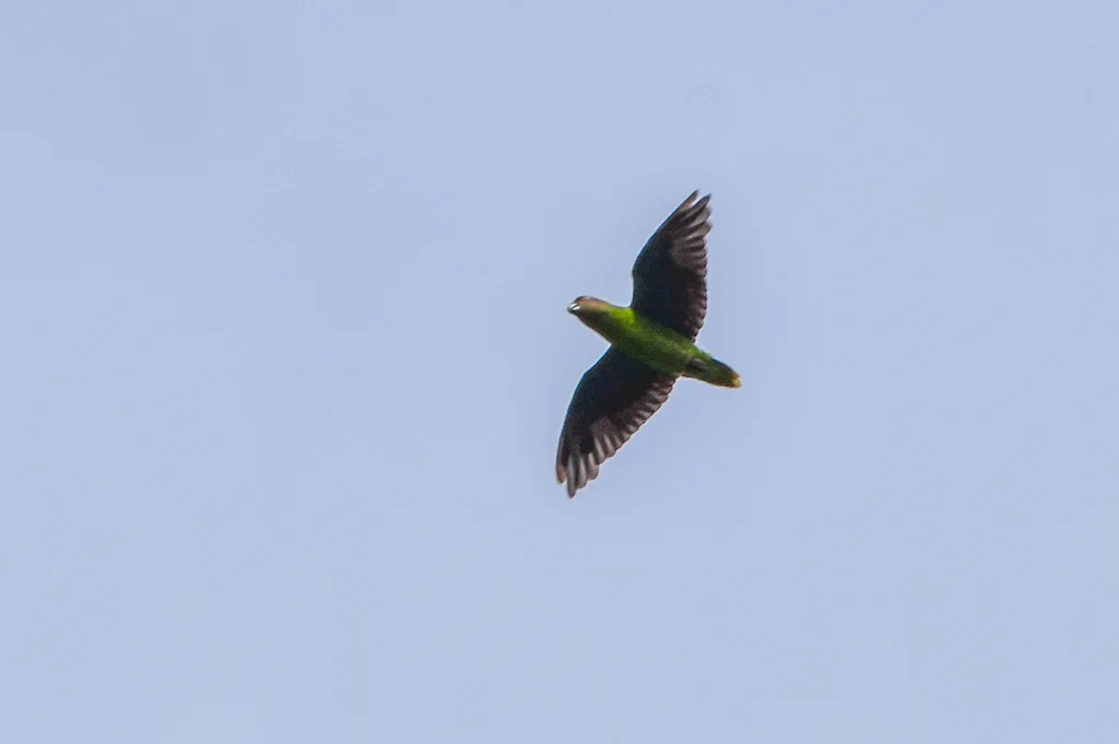 红脸鹦鹉(Geoffroyus geoffroyi)