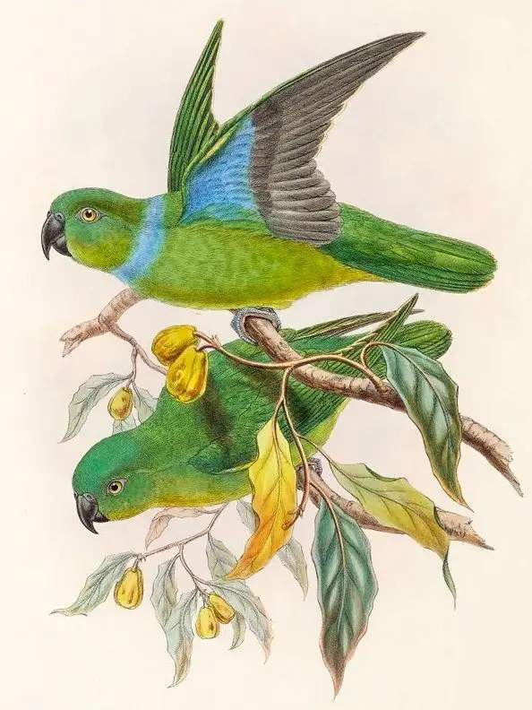 蓝领鹦鹉(Geoffroyus simplex)