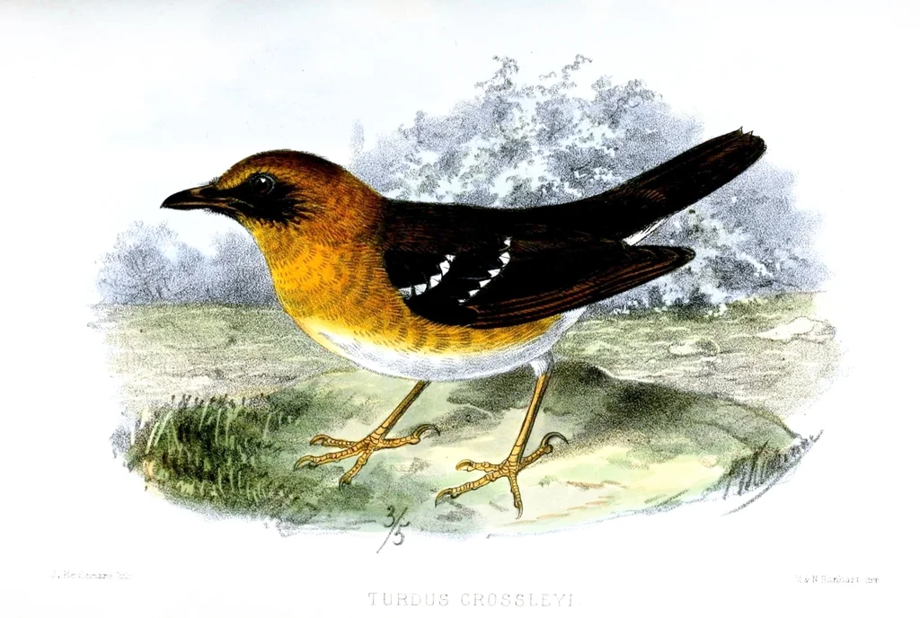 科氏地鸫(Geokichla crossleyi)