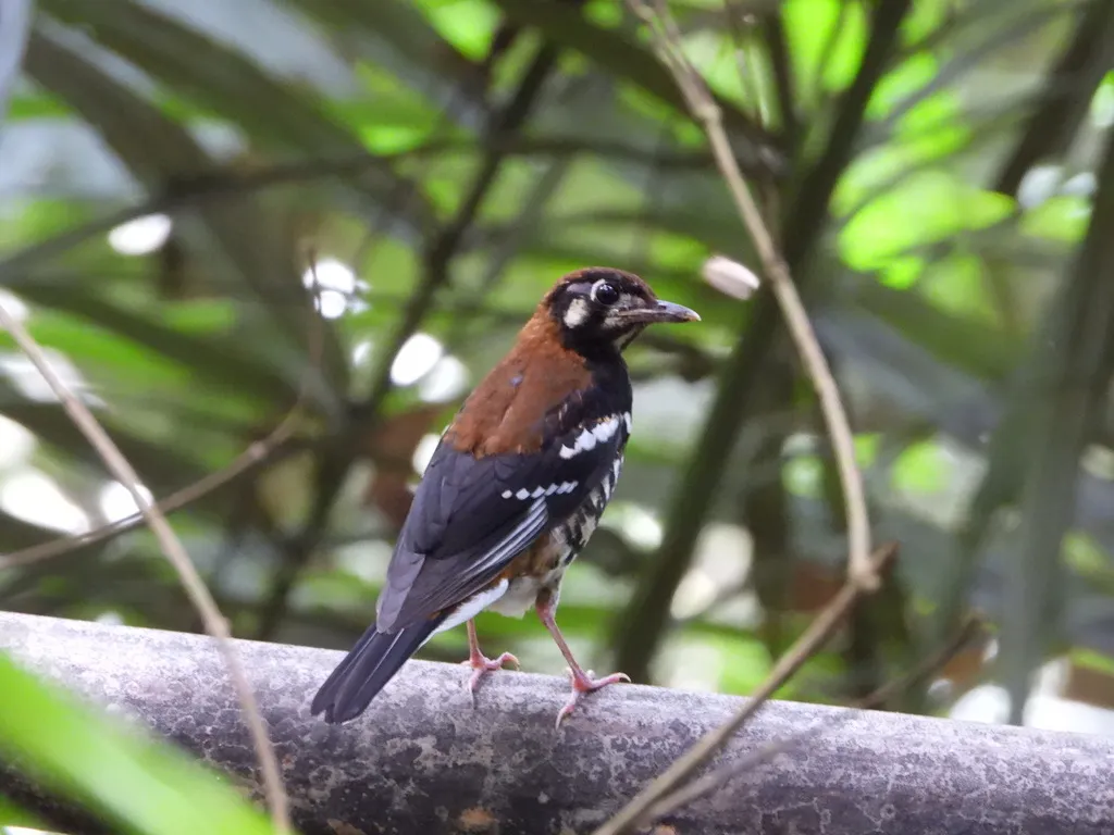 红背地鸫(Geokichla erythronota)