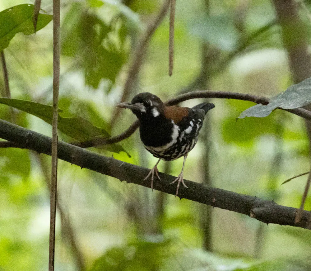 红背地鸫(Geokichla erythronota)