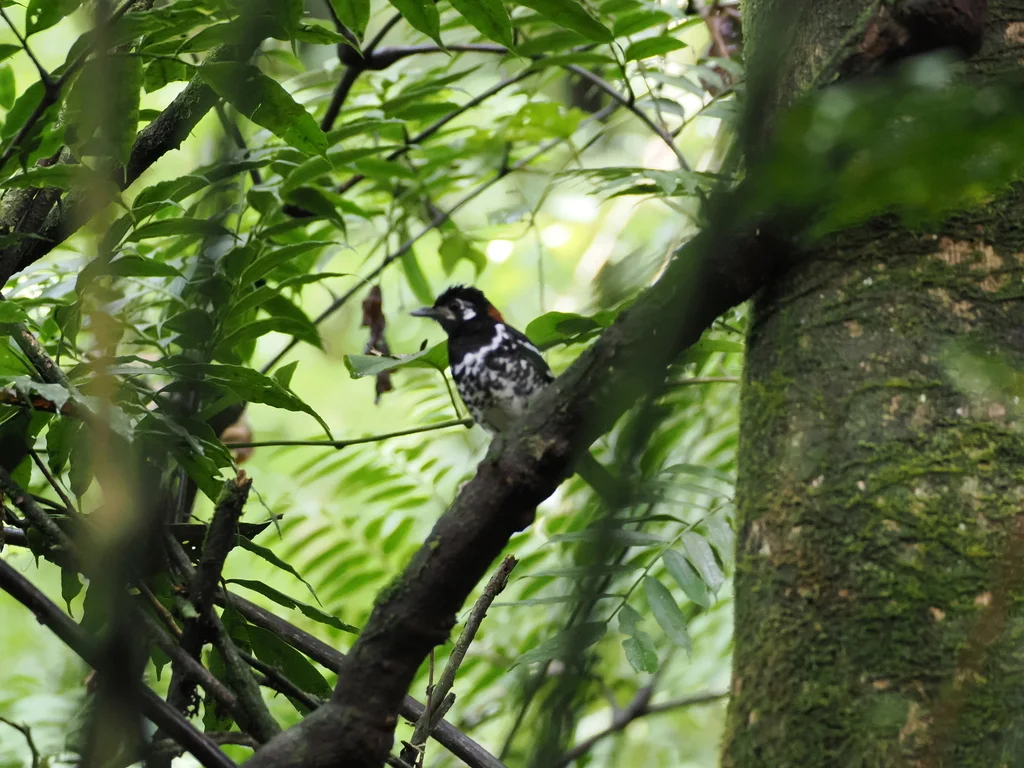 红背地鸫(Geokichla erythronota)