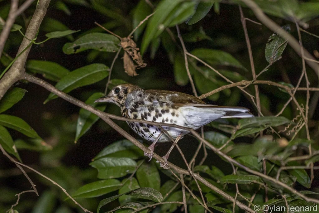 斑地鸫(Geokichla guttata)