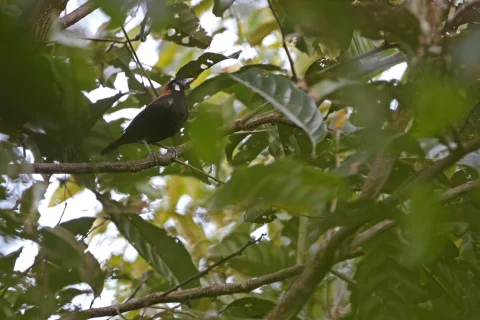 红黑地鸫