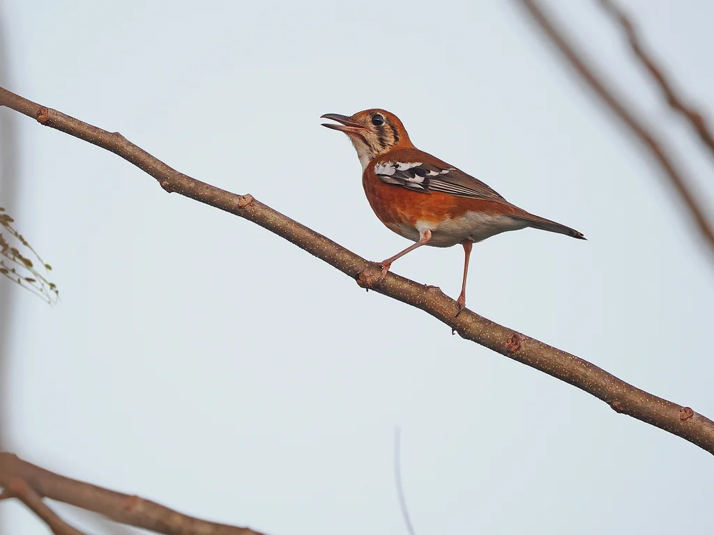 橙斑地鸫(Geokichla peronii)