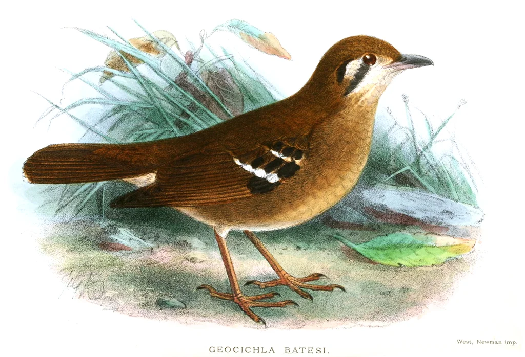 灰色地鸫（Geokichla princei）