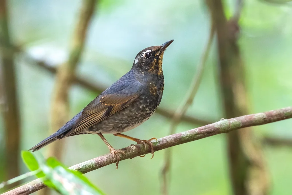 白眉地鸫(Geokichla sibirica)